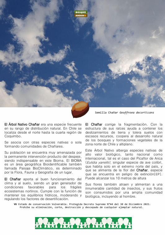 Afiche Promocional del Chañar – Bosque Andino