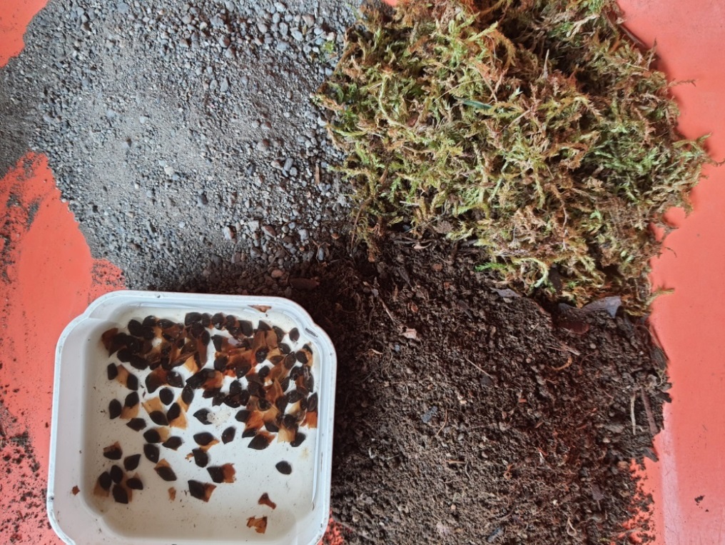 Semillas del Notro con sustrato de germinación