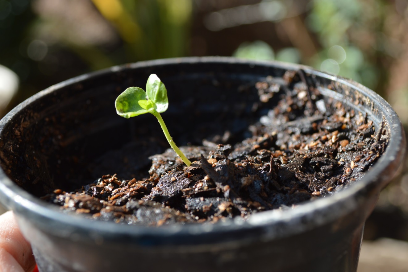 Brote de Quillay germinando
