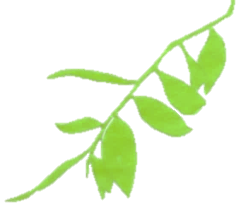 Hoja nativa