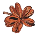 Semilla Quillay